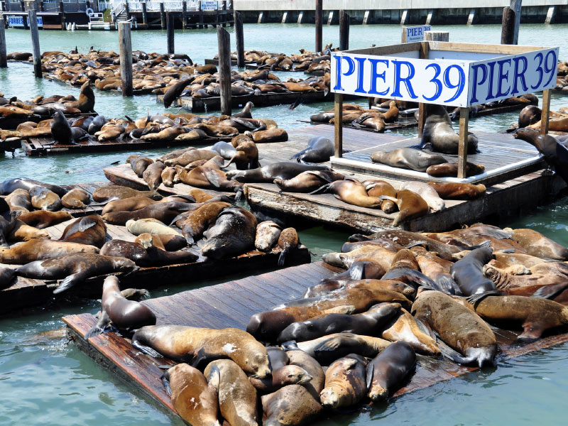 Sea lions on Pier 39 in Fishermans Wharf in San Francisco